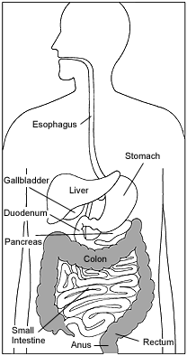 Gastroenterology